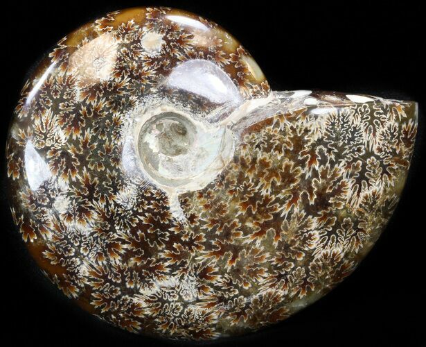 Cleoniceras Ammonite Fossil - Madagascar #41656